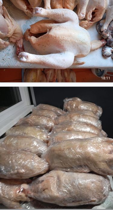 Продам гусей,  броллеров