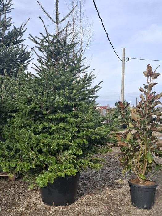 Vând brazi arginti și verzi la super preț