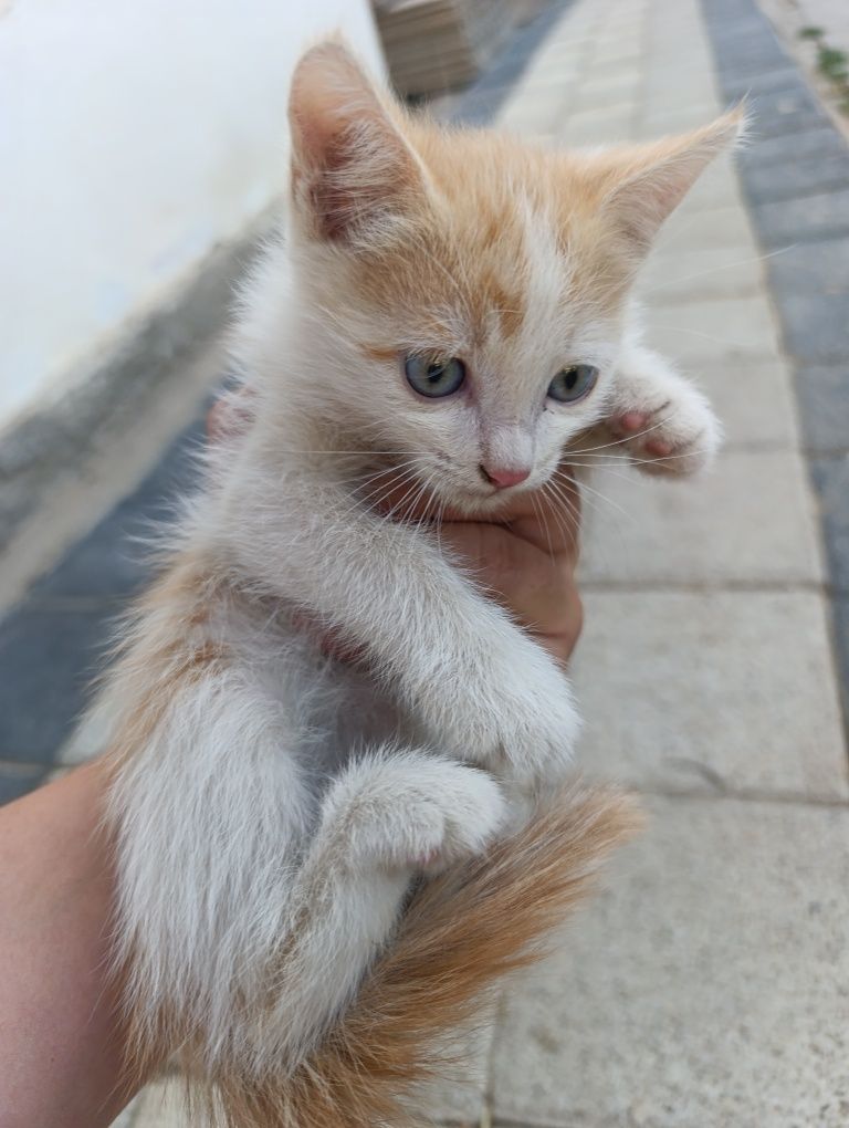 Отдам даром домашний кот.Uy mushugi tekinga