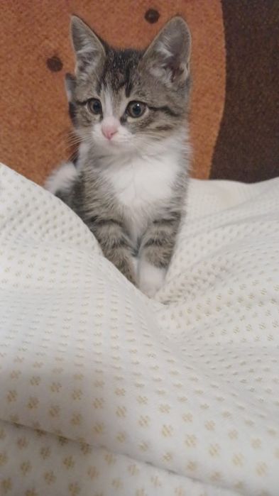 Котики и кошечки ждут любящих хозяев