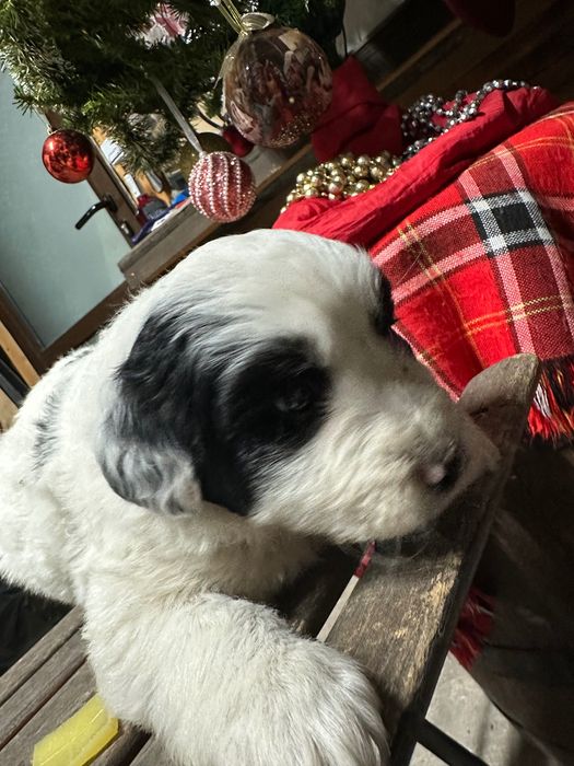 бебе каракачанка