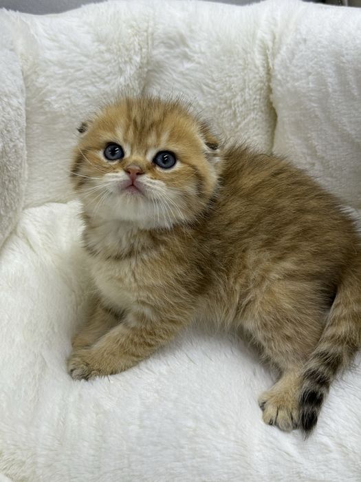 Шотландский скоттиш фолд