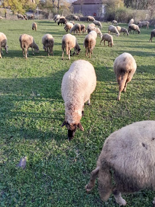 Продавам 45 Броя бременни овце