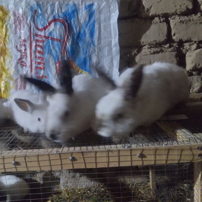 Kaliforniya Quyon zodti yuqori goʻsht uchun mojallangan quyonlar