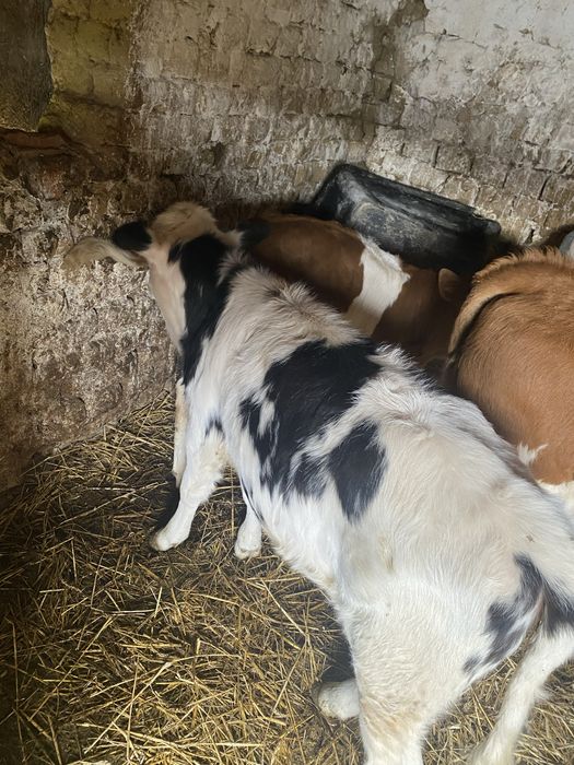 vand 2 vitele frumoase