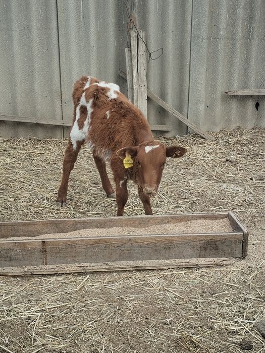 Екы бузау сатылады