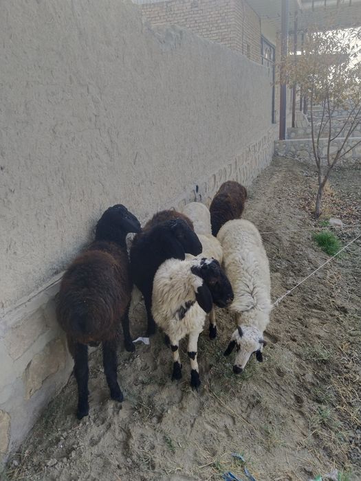 Qòchqor barralar sotiladi