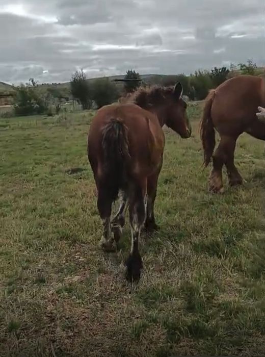 Se vinde mânz si doua iepe