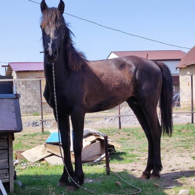 Айғыр сатылады 4 жасар