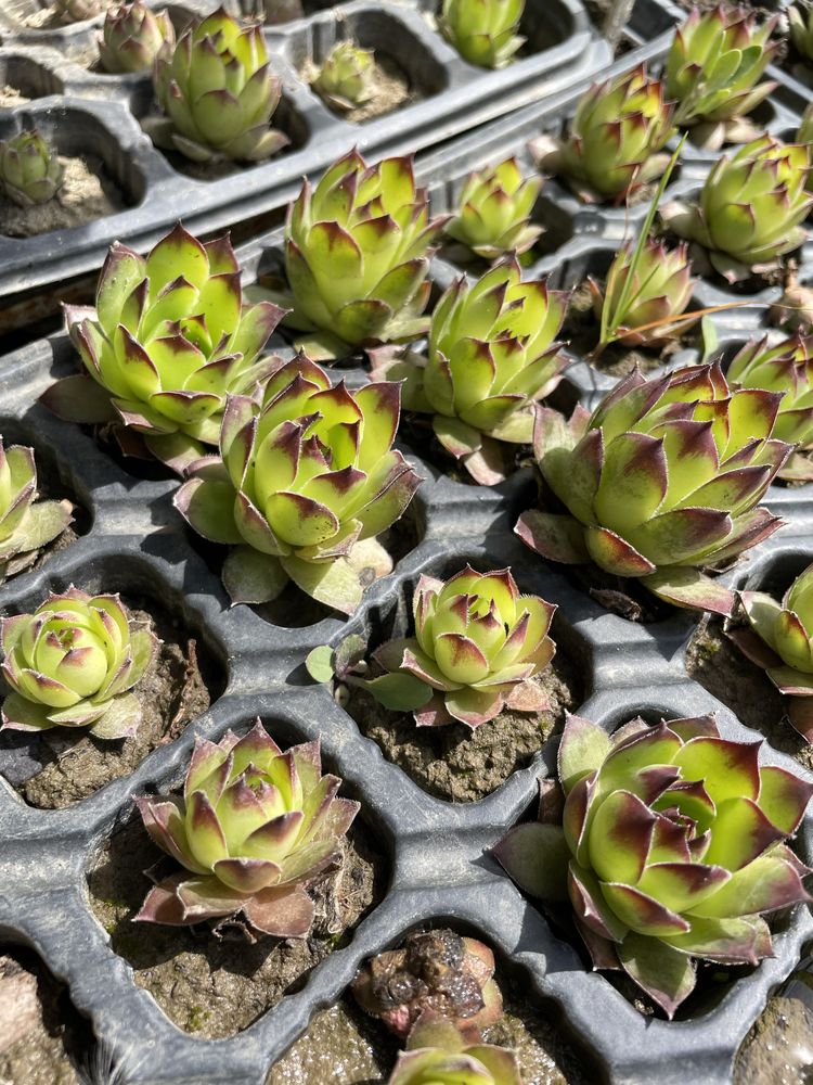 Sempervivum flori