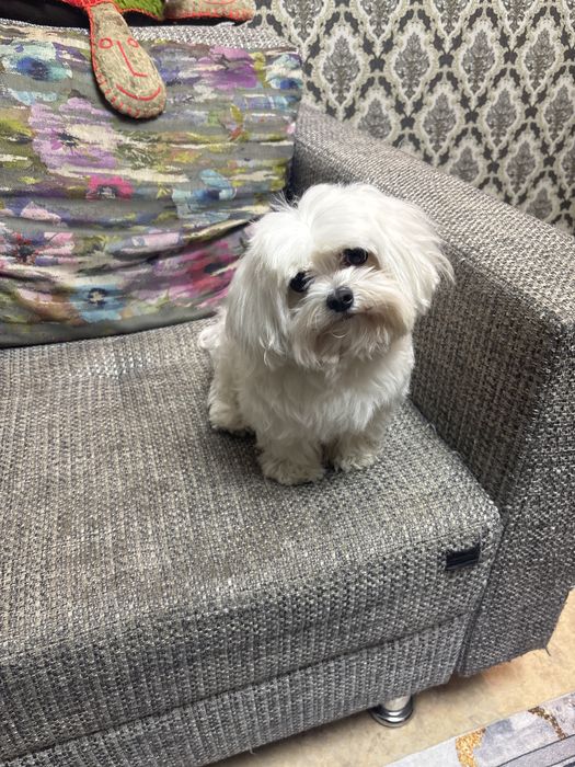 Вязка мальтезе кабель