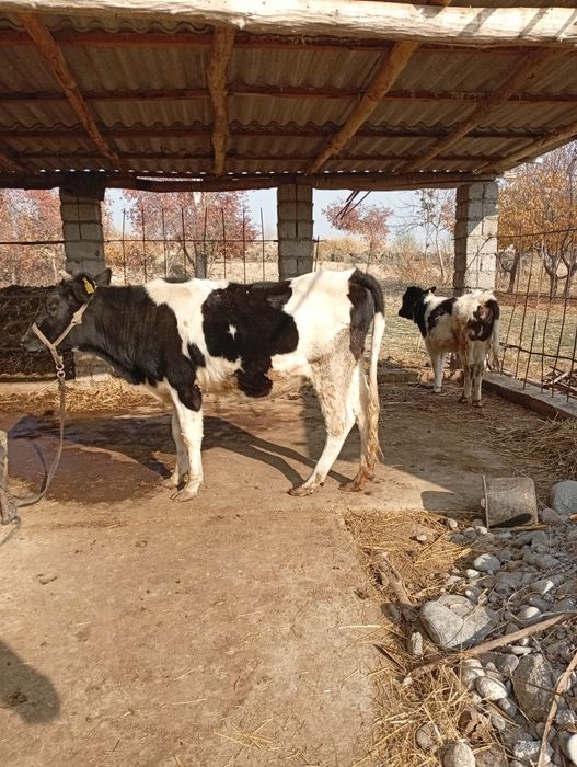 Ona bola sigir sotiladi.srochna