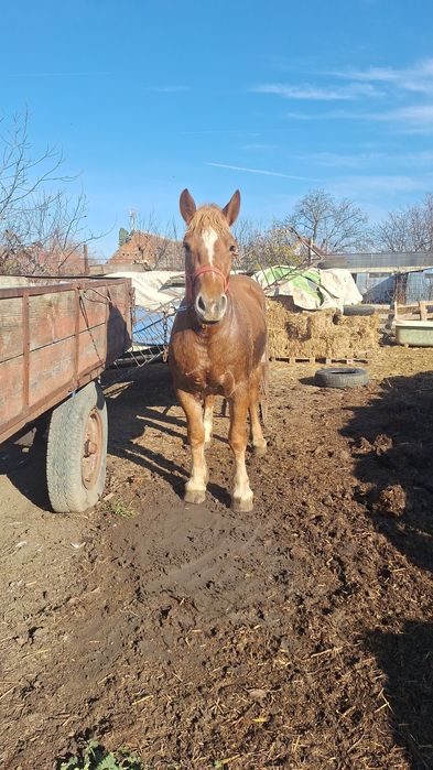 Vand manza de 1,5 ani