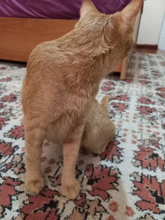 Mushuk juda yoqimli yaxshi yuvvosh