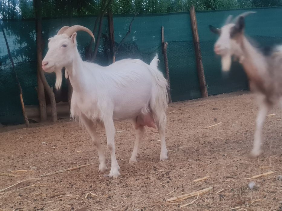 Vând capre cu lapte și iezii