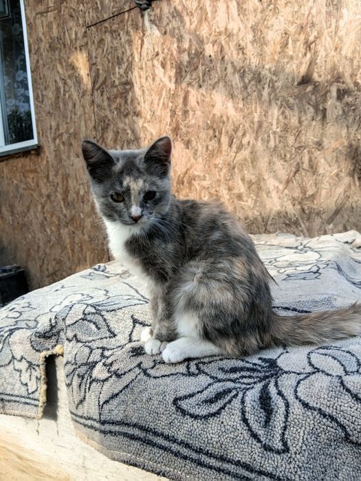 Котят в хорошие руки бесплатно