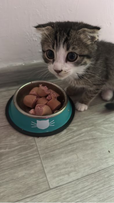 Котенок 3 мес  Чапаев