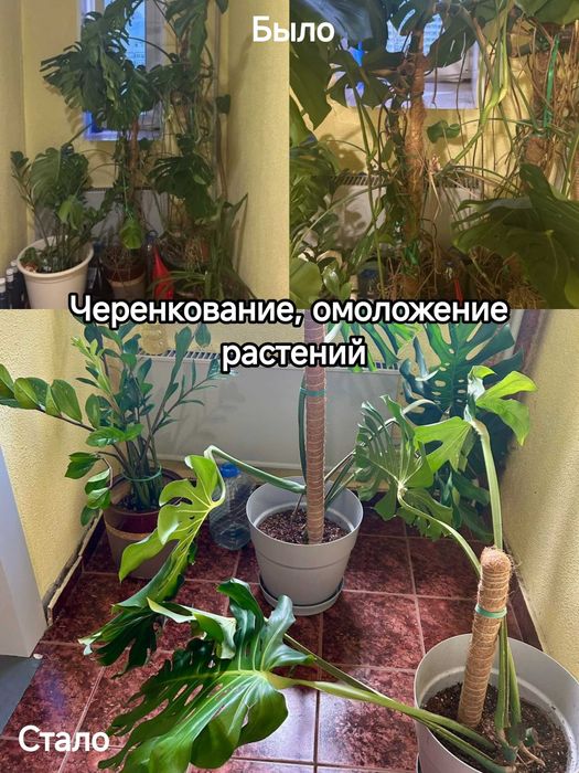Уход за горшечными растениями, пересадка, озеленение
