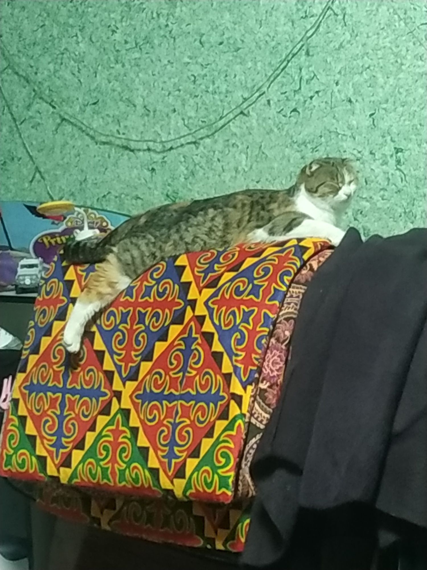 Мушук сотилади скотишфолд