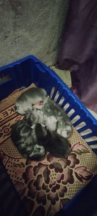 В резерве шотландцы