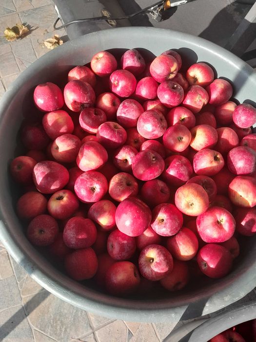 Vind mere BIO si suc