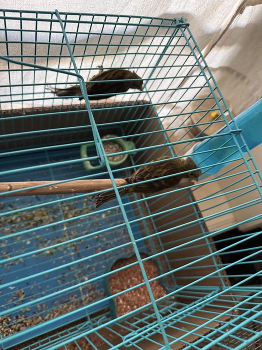 Kanareyka modalar sotiladi jami 3ta donasi 200 sirochni sotiladi