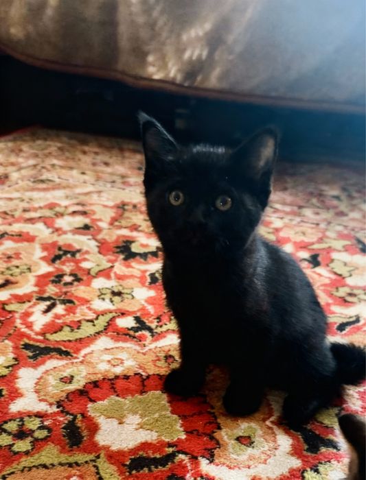 Котенок 2 месяца