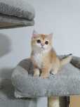 British shorthair