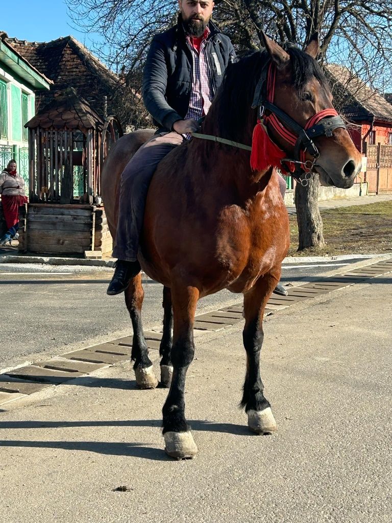 Vând iapa în vârstă de 7 ani