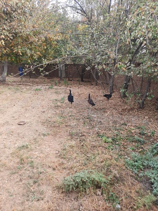 Хонаки хурозлар сотилади