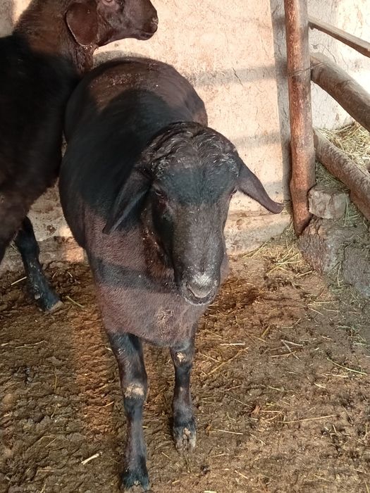 Qoʻchqorlar sotiladi