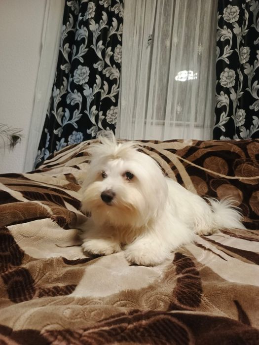 Vand bishon maltez ce așteaptă o căsuța noua