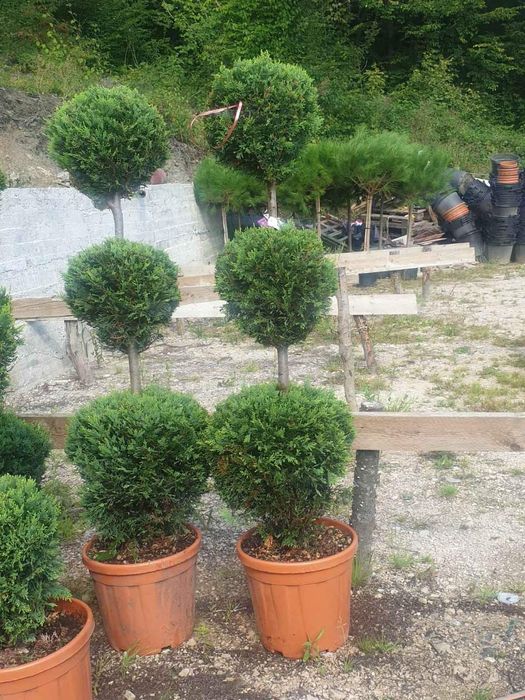 Tuia mesteacăn tei magnolia