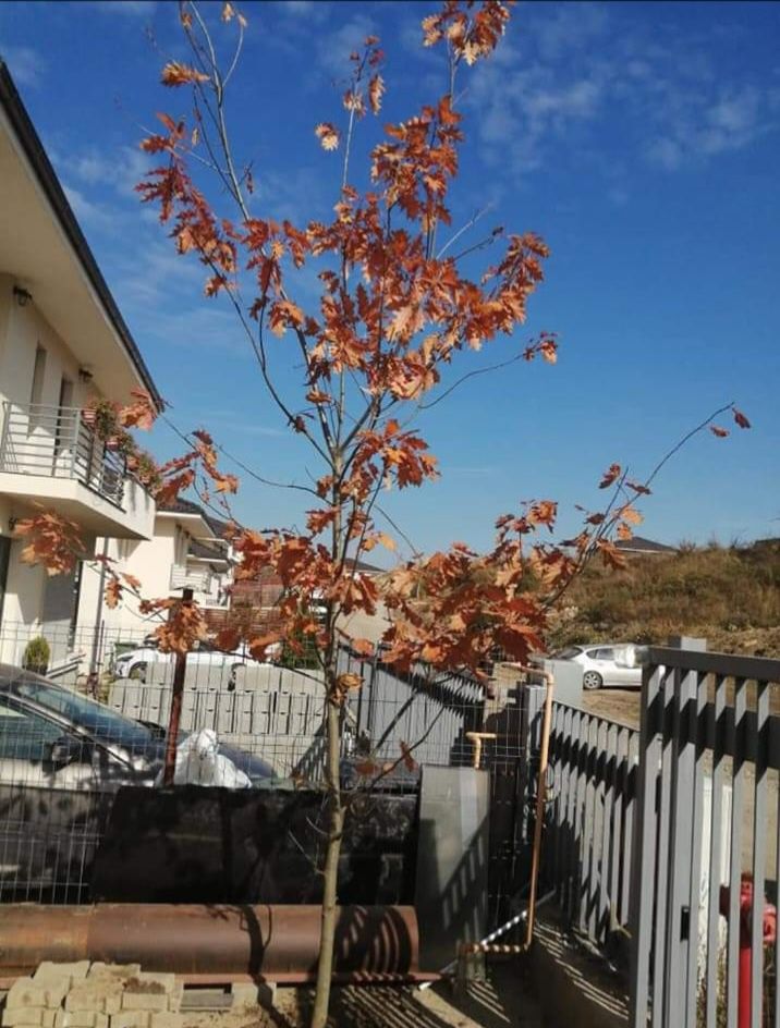 Mesteacăn betula /arbori ornamentali