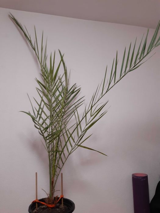 Пальма финиковая