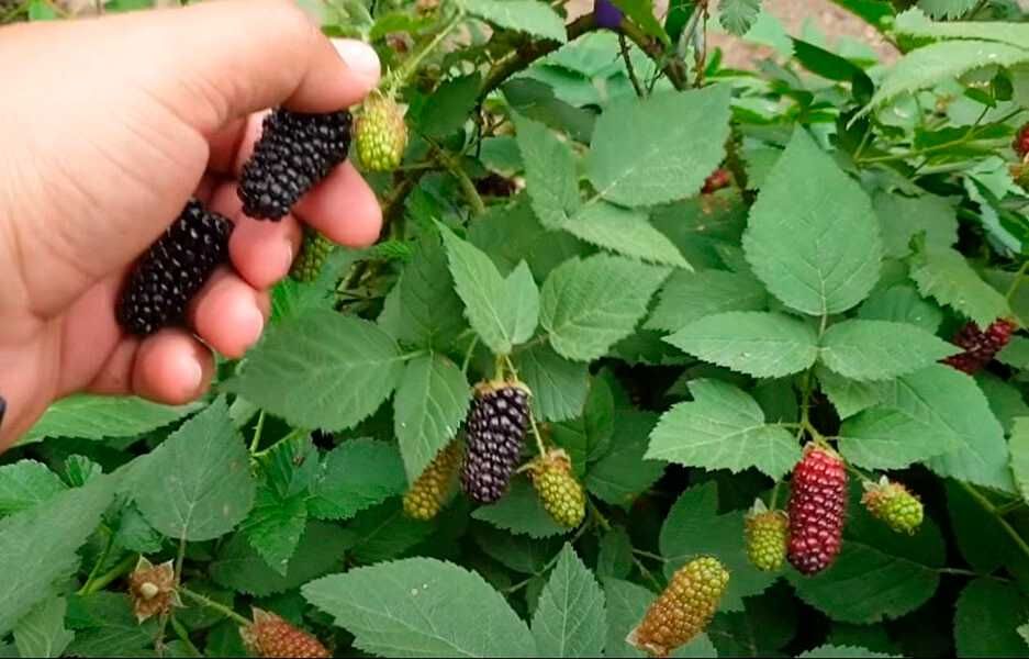 Разсад Гиганстски сладки  къпини - Налични 7 сорта
