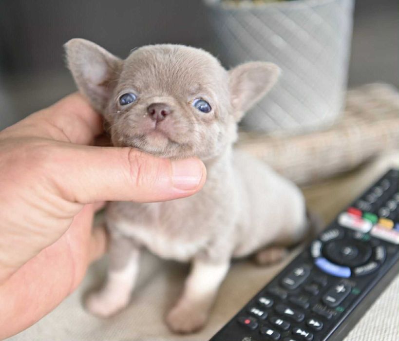 Женско миниатюрно чихуахуа лилаво