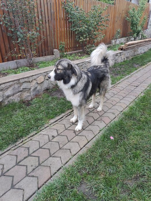 Mascul Ciobanesc Romanesc Carpatin