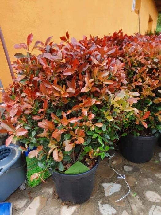 Plante ornamentale