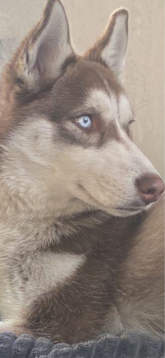 Отдам собаку в добрый руки