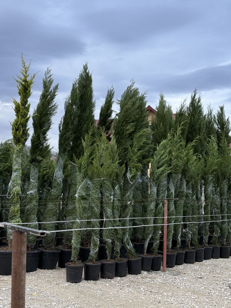 Vand plante ornamentale
