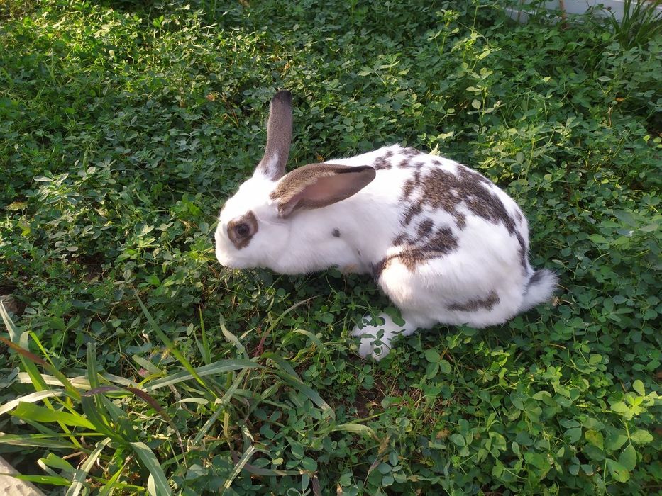 Куён сотилади / Продаётся кролики