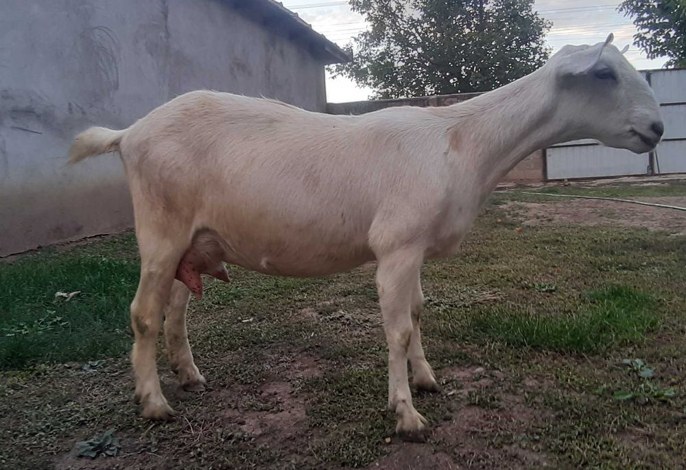 Capra Metis .Anglo Nubian Nobila Germana