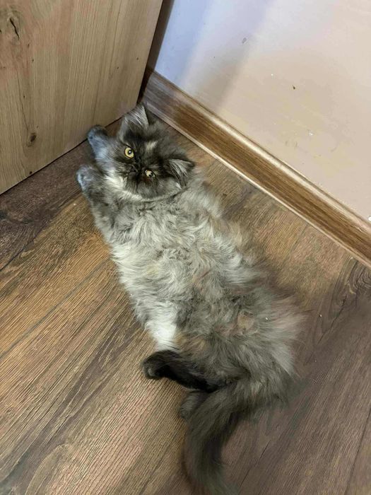 Женско персийско коте