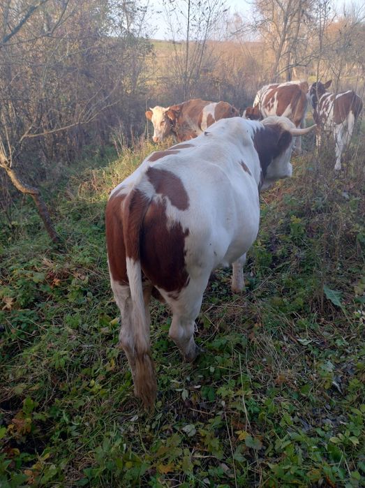 Vând taur de 1 și 8 luni