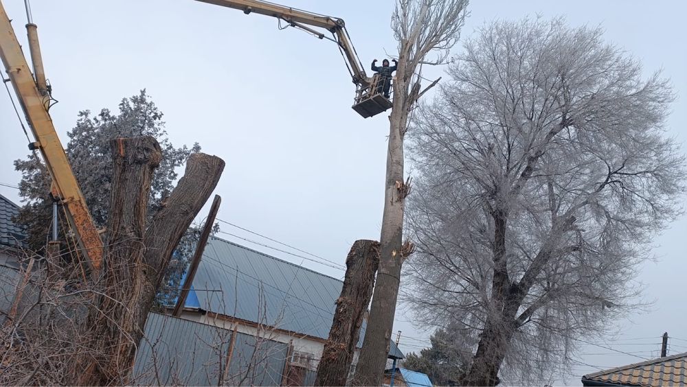 Спил деревьев любой сложности