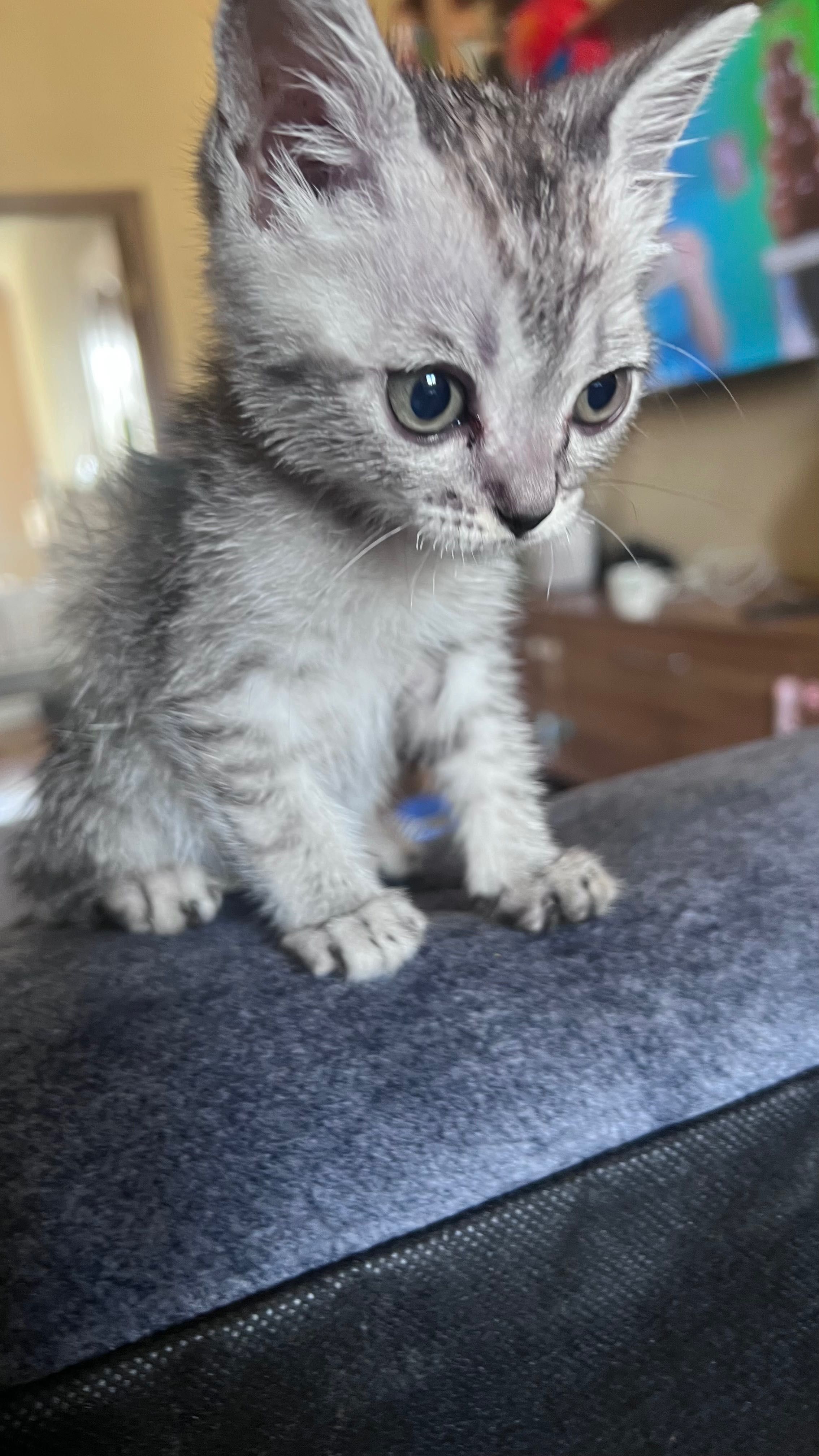 Котенок ищет добрые руки