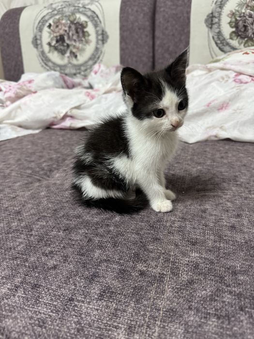 Косшы, отдам маленького котенка