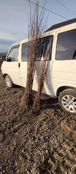 puieți de salcâm pentru împădurirea terenurilor degradate, agricole