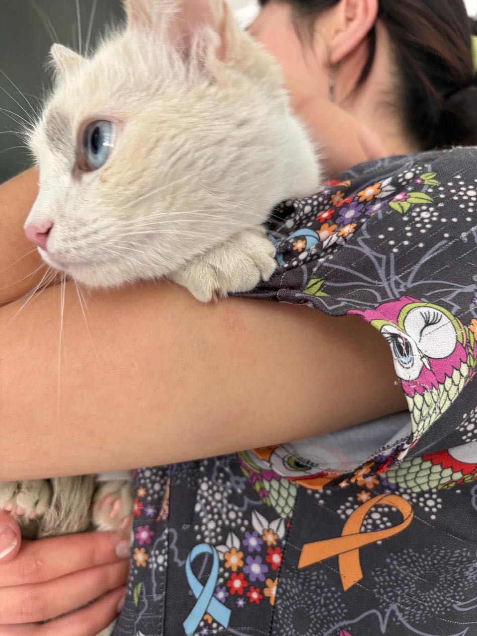 Кошка в добрые руки